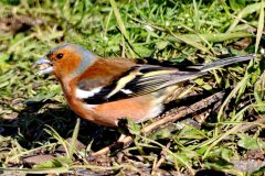 Chaffinch Male