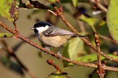 Coal Tit