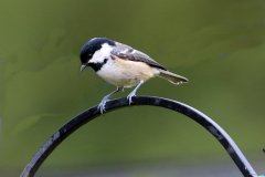Coal Tit