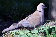 Collared Dove