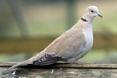 Collared Dove