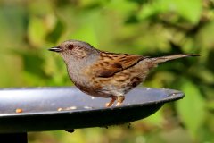 Dunnock