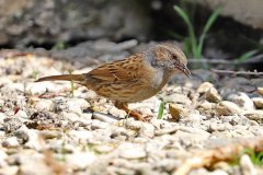 Dunnock Pair No