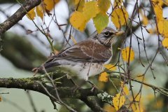 Fieldfare