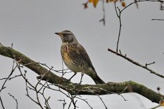 Fieldfare