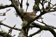 Garden Warbler