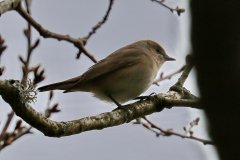 Garden Warbler