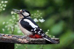 Great Spotted Woodpecker