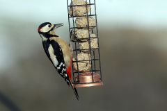 Great Spotted woodpecker MAle