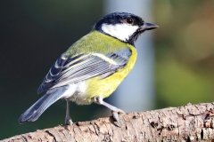 Great Tit ()