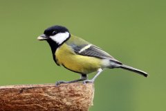 Great tit