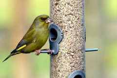 Greenfinch