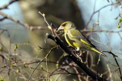 Greenfinch