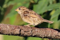 House Sparrow