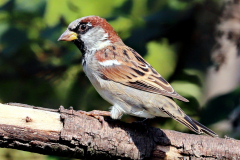 House Sparrow MAle