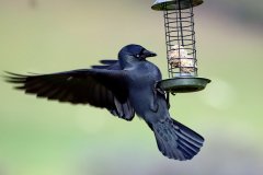 Jackdaw on feeder