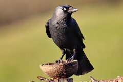 Jackdaws