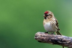 Lesser Redpoll Female