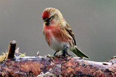Lesser Redpoll Male