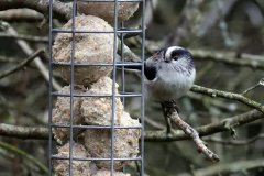 Long tailed Tit