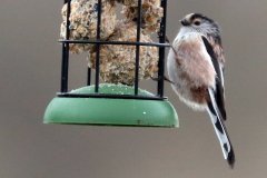 Long tailed Tit
