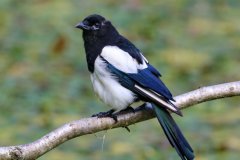 Magpie