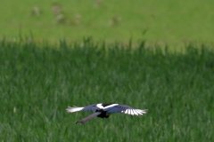 Magpie