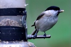 Marsh Tit