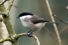 Marsh Tit