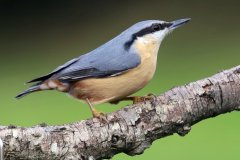 Nuthatch