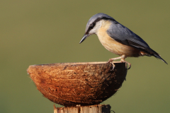 Nuthatch on Coconut