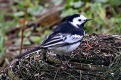 Pied Wagtail