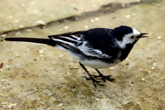 Pied Wagtail