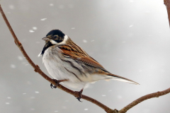 Reed Bunting