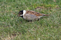 Reed Bunting