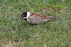Reed Bunting