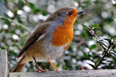 Robin