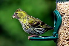 Siskin