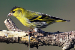 Siskin Male