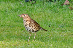 Song Thrush