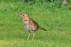 Song Thrush