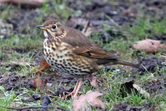 Song Thrush