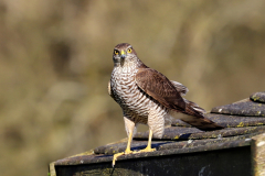 Sparrowhawk Female