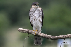 Sparrowhawk visitor