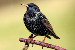 Starling