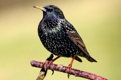 Starling