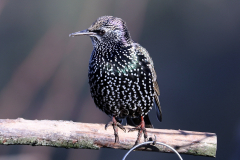 Starling