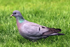 Stock Dove