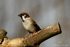 Tree Sparrow