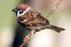 Tree Sparrow